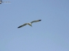 img_7543-copia